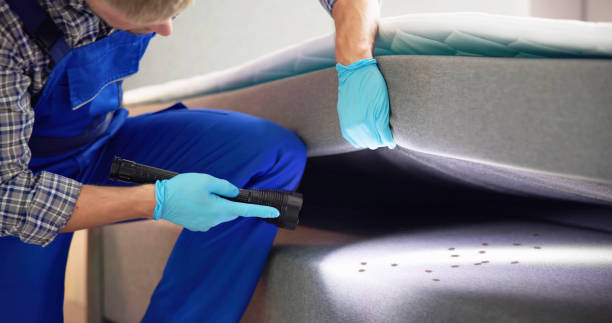Best Local Pest Control Services  in Dewey Humboldt, AZ
