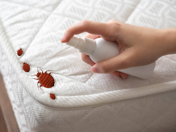 Reliable Dewey Humboldt, AZ Pest Control Solutions
